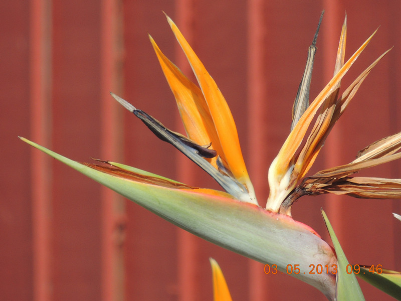 flower 085_.jpg