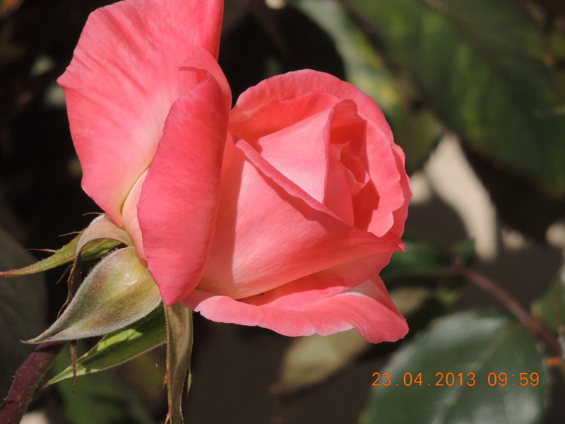 flower 3096_.jpg