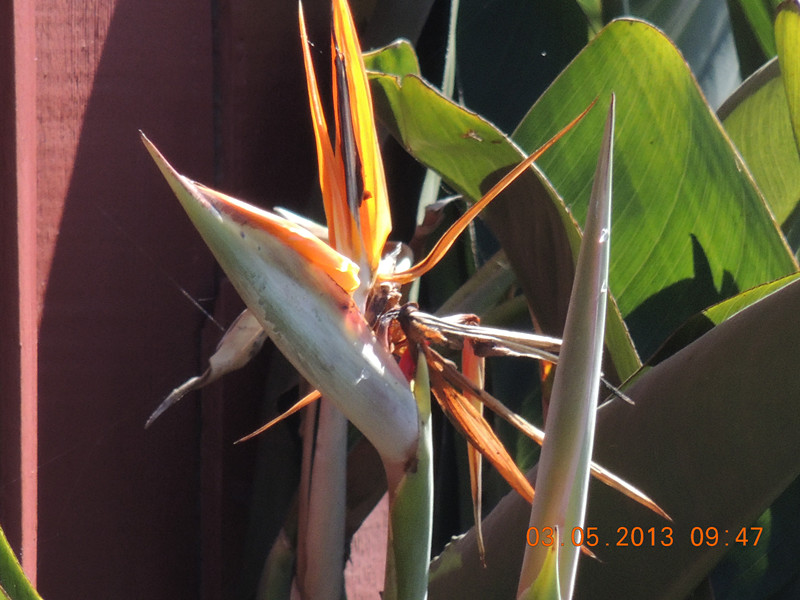 flower 090_.jpg