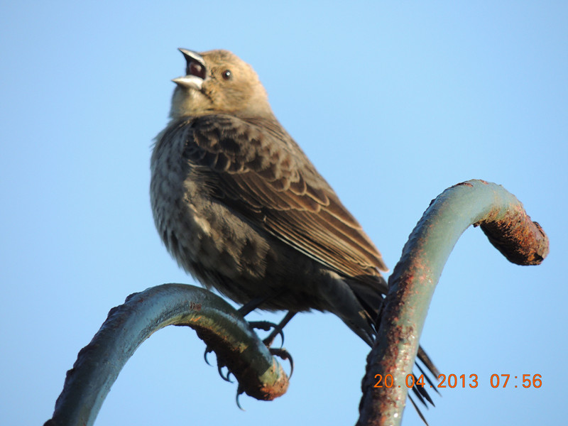 bird 2134_.jpg