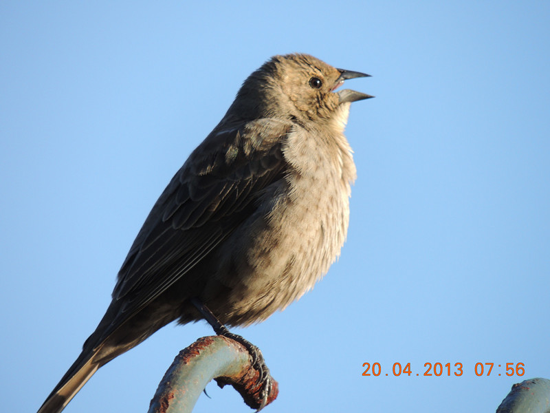 bird 2132_.jpg