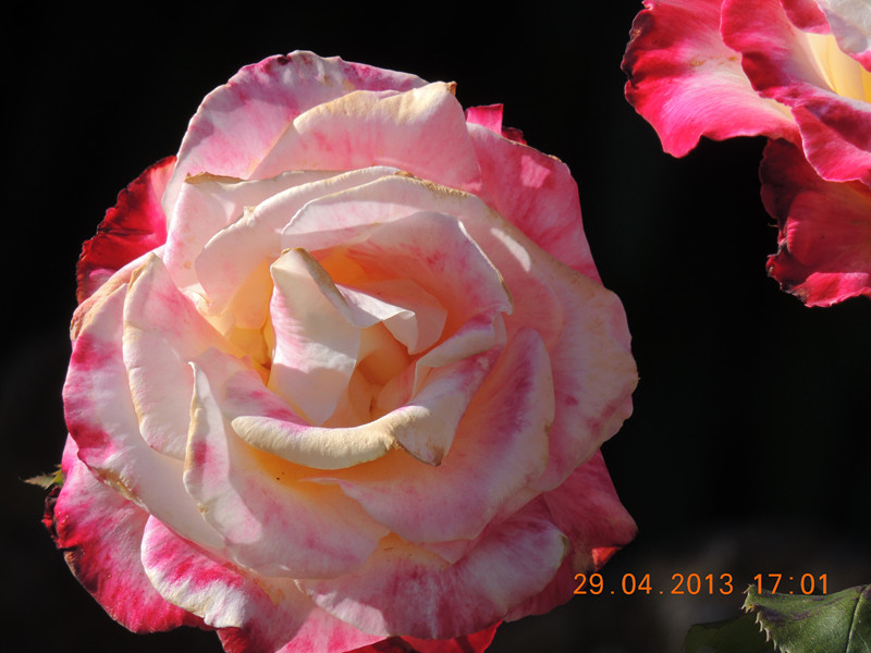 flower 3230_.jpg
