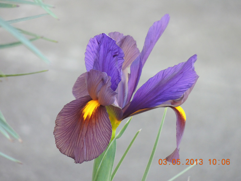 flower 130_.jpg