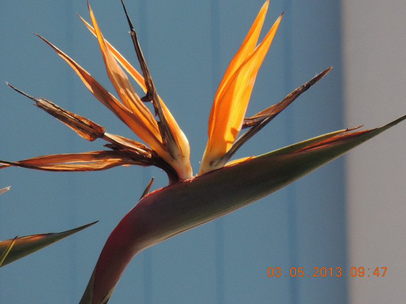 flower 092_.jpg
