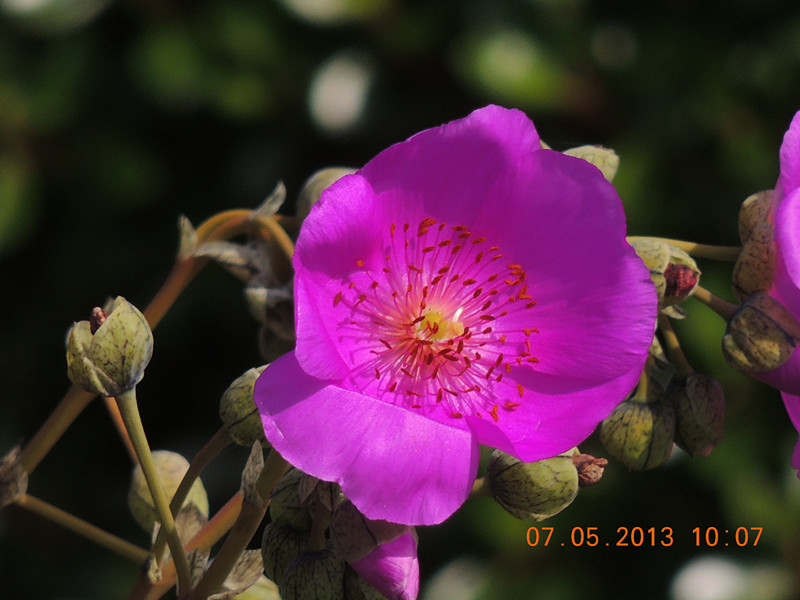 flower 226_.jpg