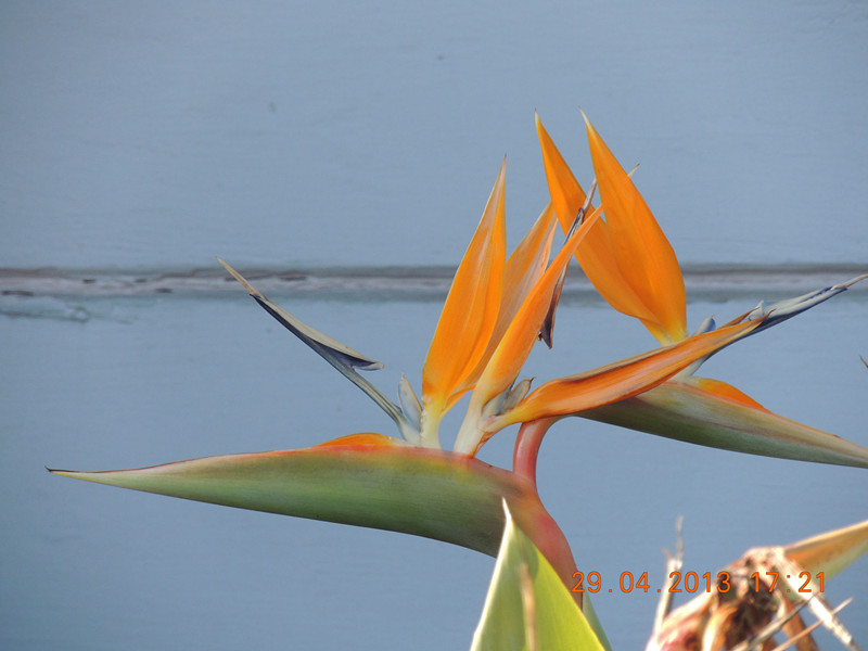 flower 3301_.jpg