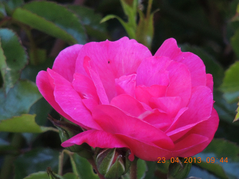 flower 3051_.jpg