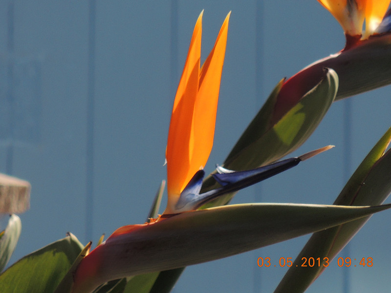 flower 095_.jpg
