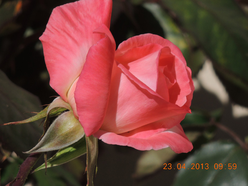 flower 3097_.jpg