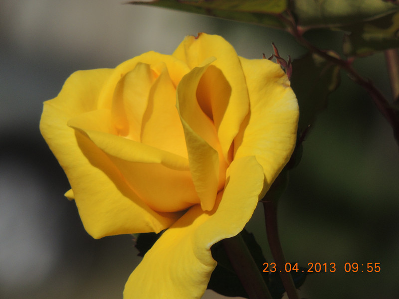 flower 3080_.jpg