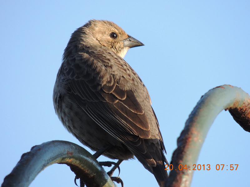 bird 2137_.jpg