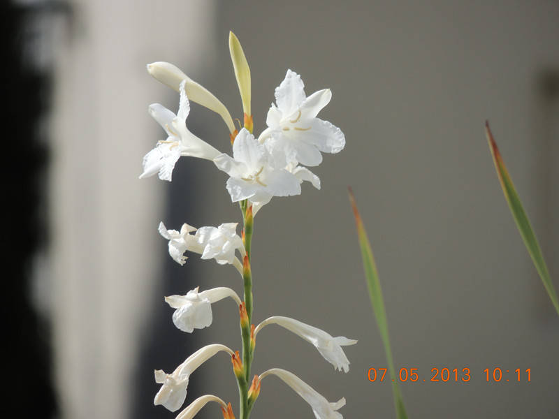 flower 229_.jpg