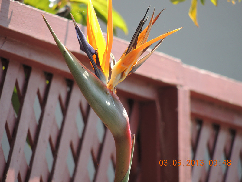 flower 097_.jpg