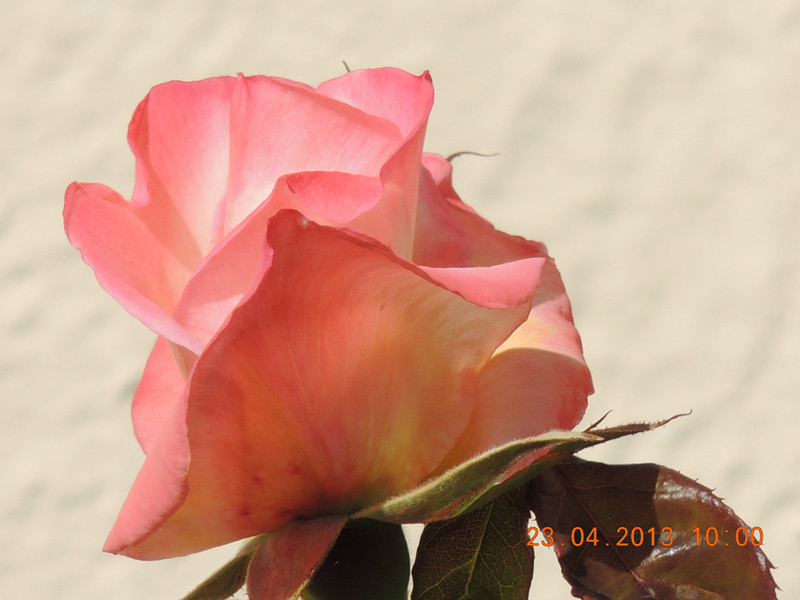 flower 3101_.jpg