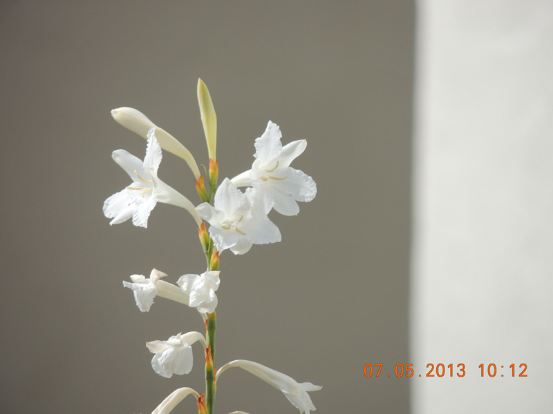 flower 232_.jpg