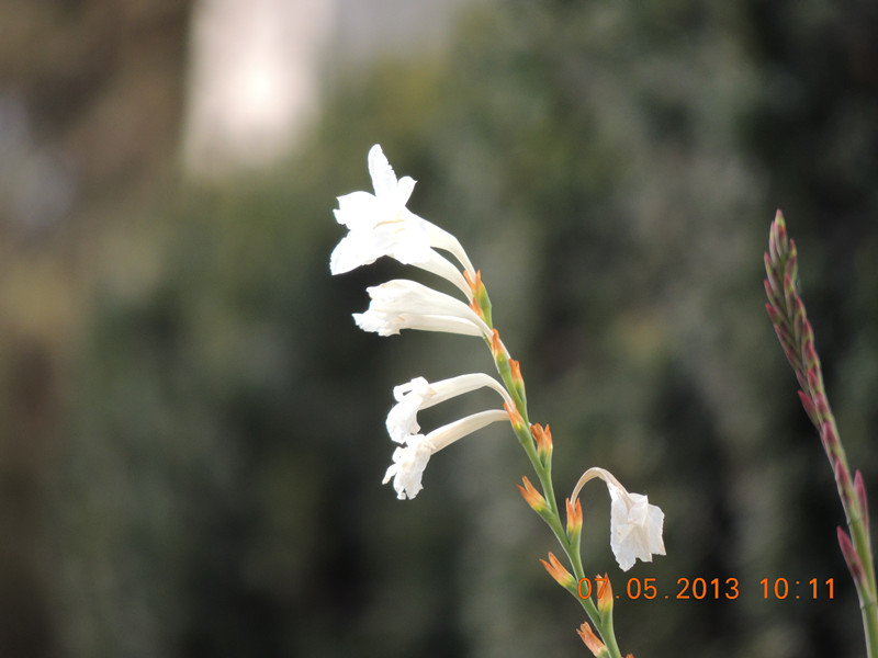 flower 227_.jpg