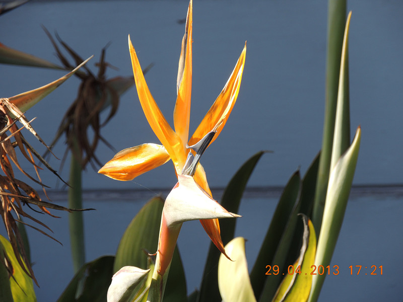 flower 3302_.jpg
