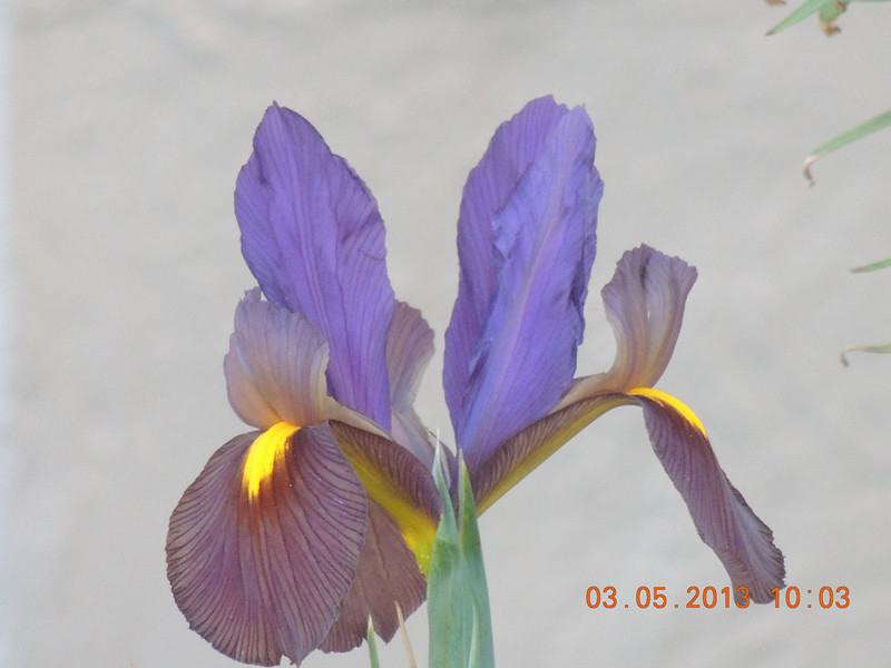 flower 119_.jpg
