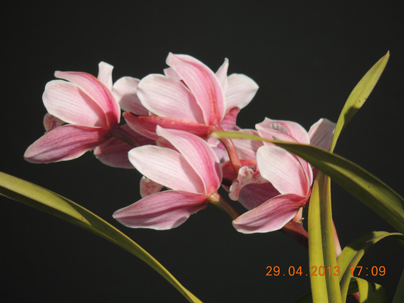 flower 3254_.jpg