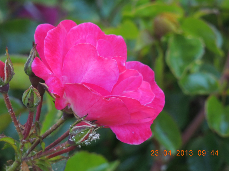 flower 3053_.jpg