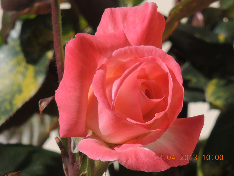 flower 3104_.jpg