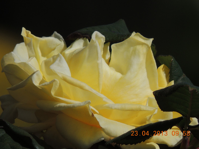 flower 3091_.jpg