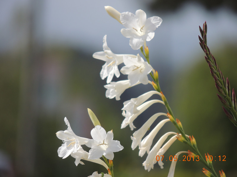flower 230_.jpg