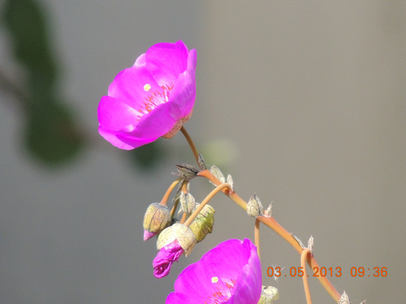 flower 060_.jpg