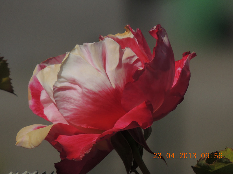 flower 3083_.jpg