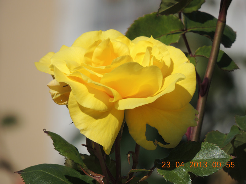 flower 3081_.jpg