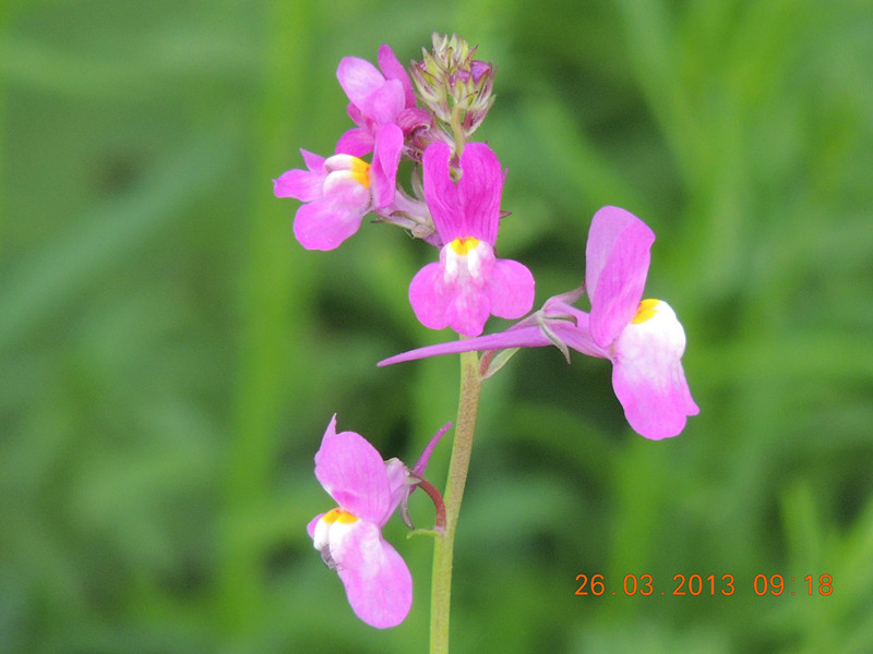 flower 1879_.jpg
