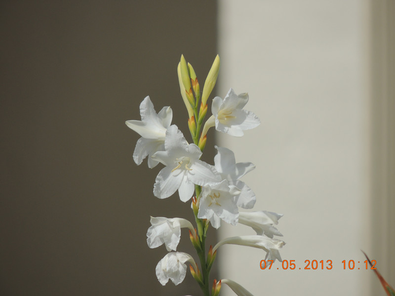 flower 233_.jpg