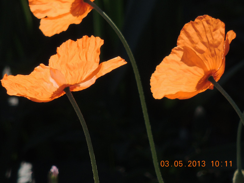 flower 152_.jpg