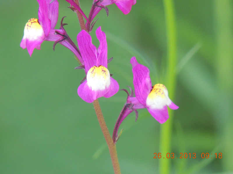 flower 1881_.jpg