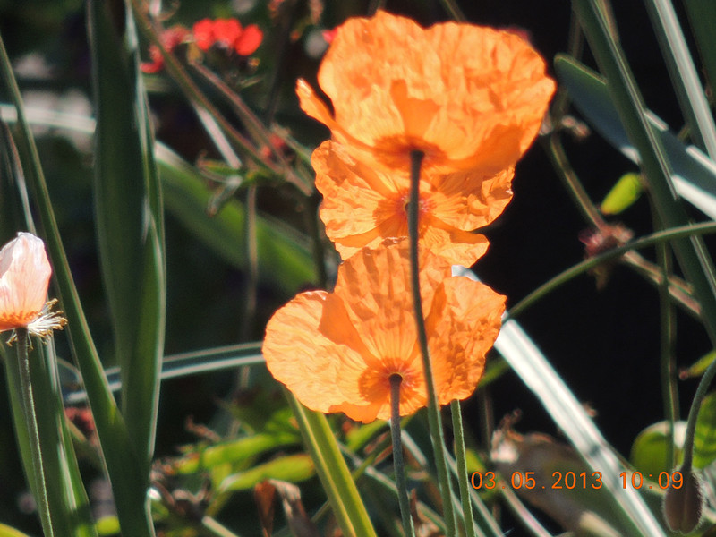 flower 146_.jpg