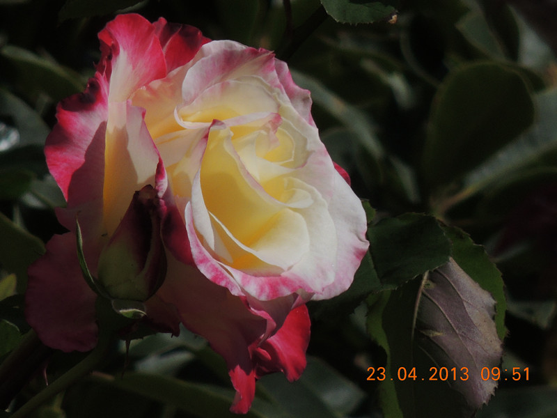 flower 3063_.jpg