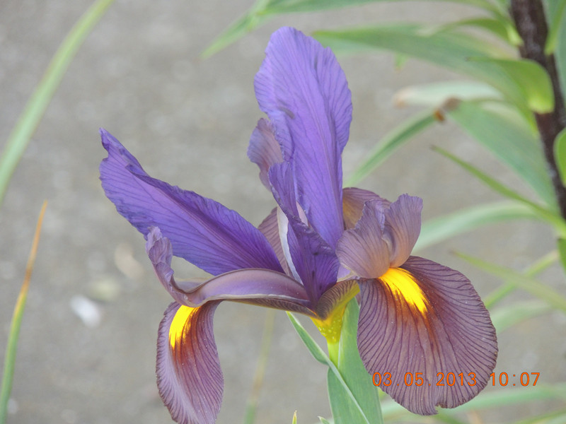 flower 137_.jpg