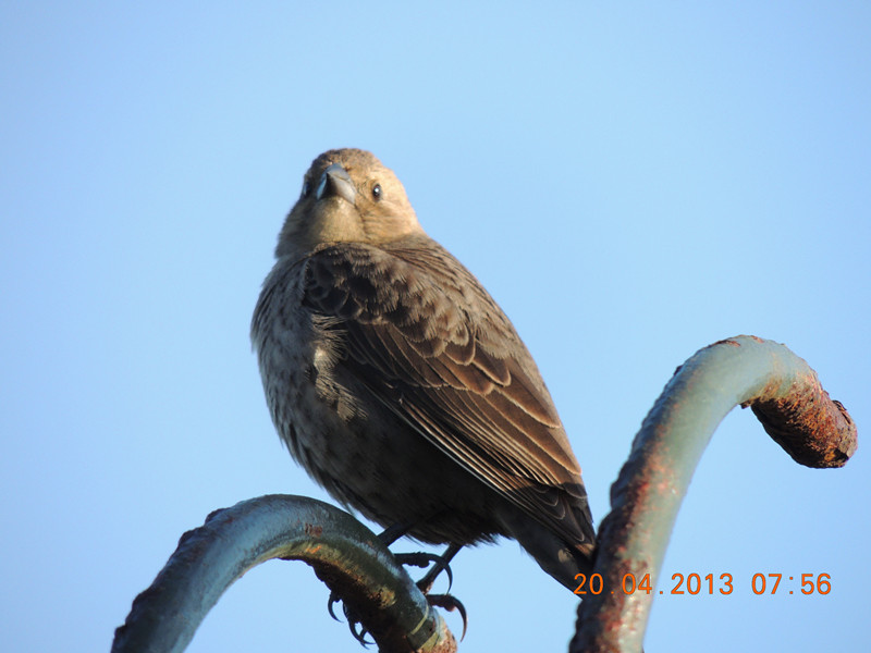 bird 2136_.jpg