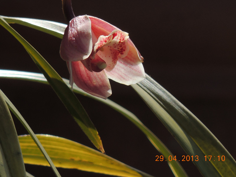 flower 3258_.jpg