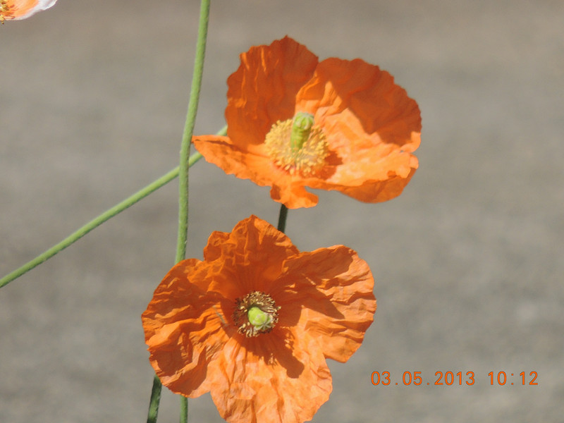 flower 162_.jpg