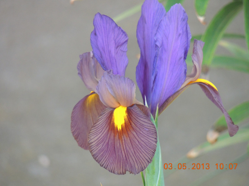 flower 135_.jpg