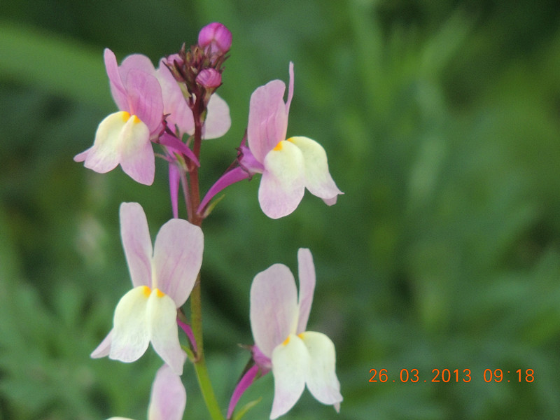 flower 1880_.jpg