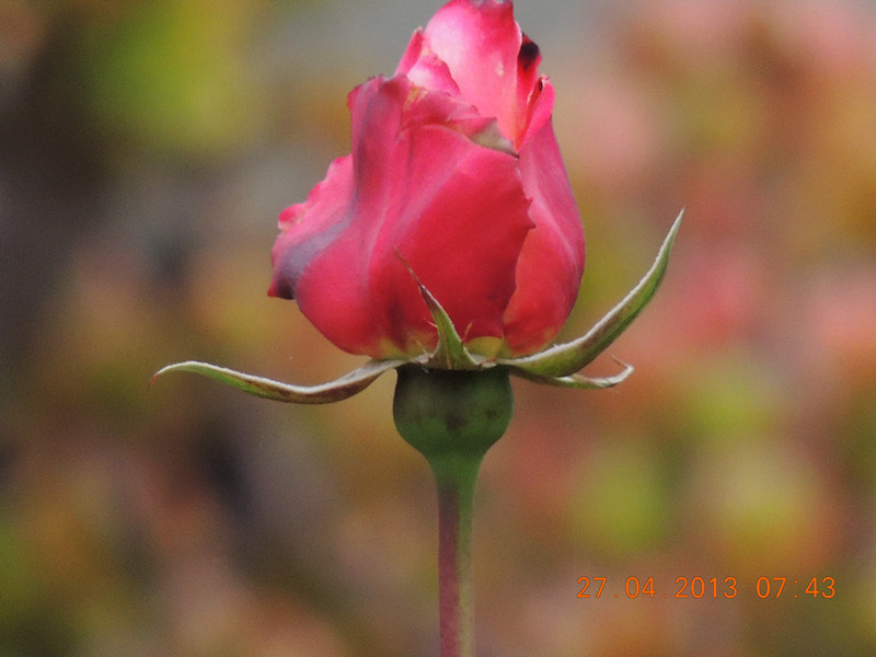 flower 3160_.jpg