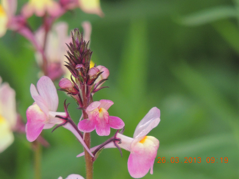 flower 1882_.jpg
