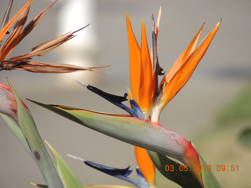 flower 107_.jpg