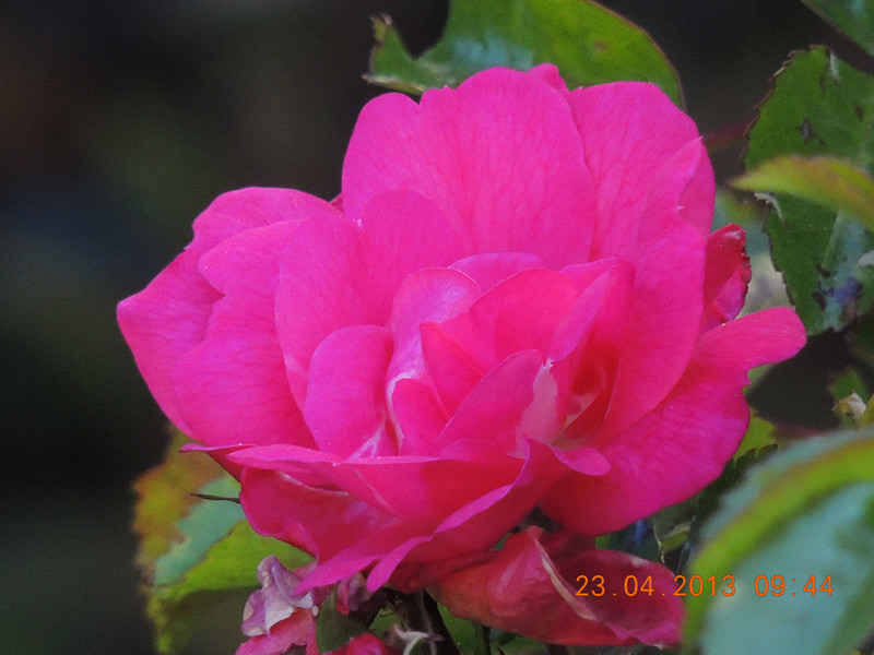 flower 3052_.jpg