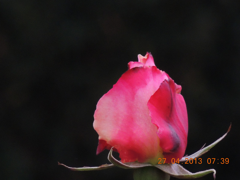 flower 3144_.jpg