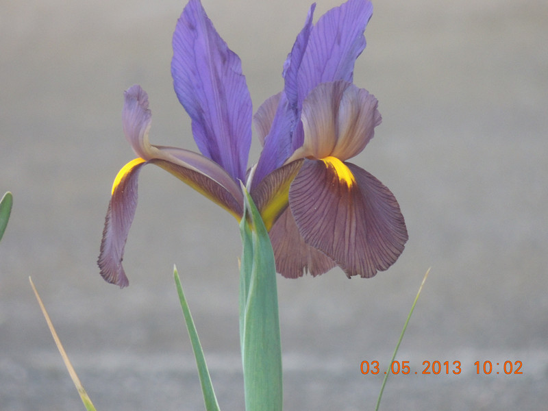 flower 116_.jpg