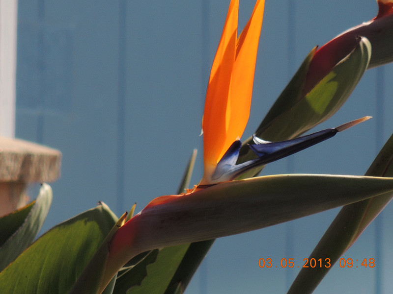 flower 094_.jpg