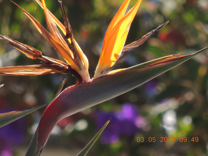 flower 100_.jpg